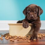 Un estudio muestra beneficios medioambientales de la comida a base de plantas para perros en el Reino Unido