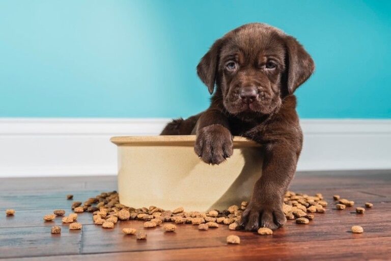 Un estudio muestra beneficios medioambientales de la comida a base de plantas para perros en el Reino Unido