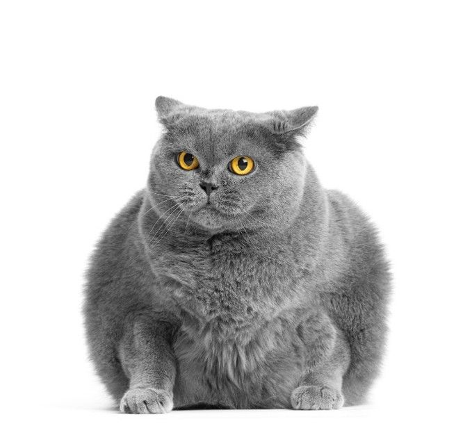Un estudio revela menores tasas de sobrepeso entre los gatos alimentados con dietas veganas